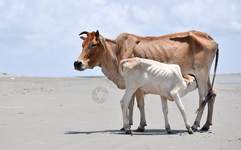 可爱的小牛犊喝母乳印度母牛给她的小牛喂奶特写夏天有晴朗的背景的农田农村印度风景背景