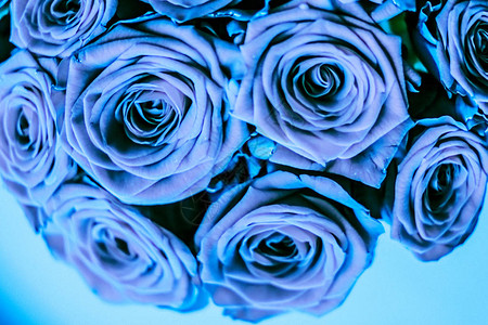 盛开的玫瑰鲜花和情人节礼物概念图片