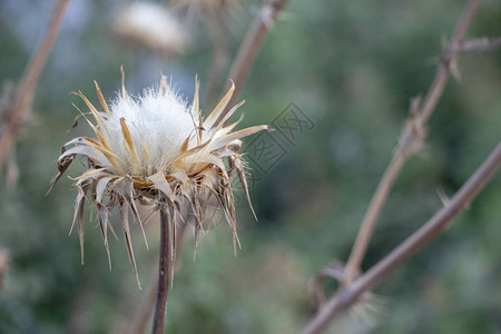 天然的野生刺植物绿本模图片