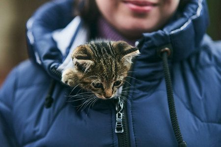 小可爱小猫咪穿着夹图片