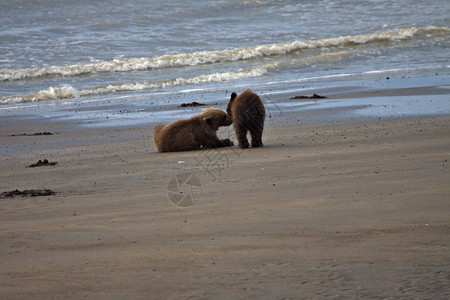 阿拉斯加棕熊灰熊在低潮下带年轻图片