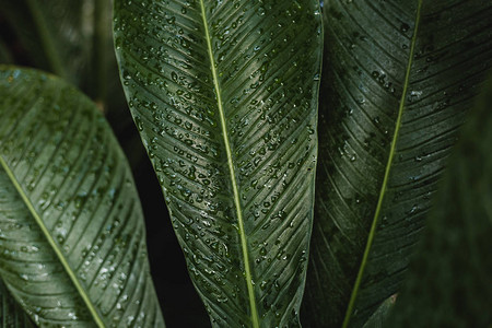 热带树叶质大片棕榈叶自图片