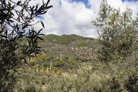 种植橄榄树和美丽的地貌多图片