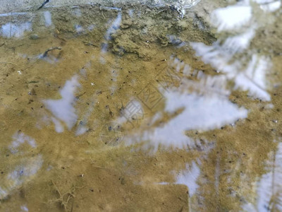 水坑表面的蝌蚪图片