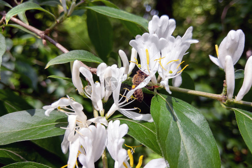 白色花朵Loncierajaponica全氟叶酸蜂蜜在模糊的绿色背景上捕图片