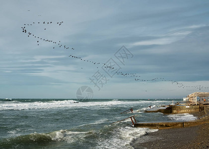 城市海滩海鸟鸬鹚飞向公海的方向蓝天白图片