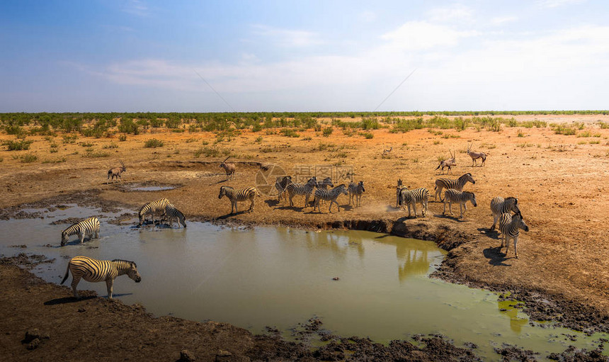 纳米比亚Etosha公园Olifantsrus水井图片