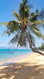 在太平洋泰国湾沿岸海滩的沙滩上图片