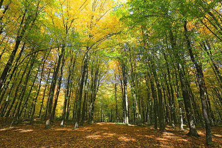 美丽的秋天风景与森林中的高大树木图片