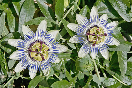 蓝色西番莲西番莲caerulea的叶子和花图片