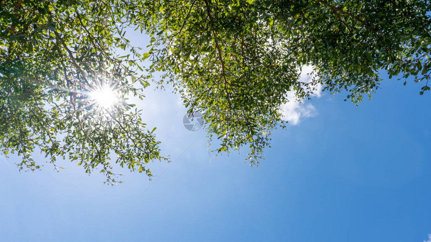 树枝在清澈的蓝天和光耀斑自然背景图像的映衬下构筑美丽的绿叶图片