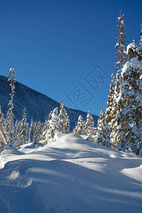 在阳光明媚的冬季日落的雪中树木图片