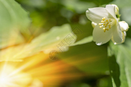 绿色阳光模糊阳光背景中的春花茉莉图片