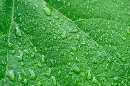 雨滴在绿叶或树叶上图片