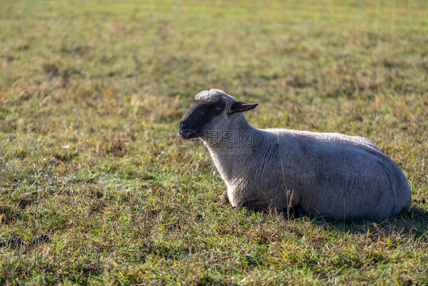 在牧场上吃东西的羊群图片