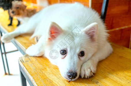驯养宠物中的萨摩耶犬肖像他们非常友好和善良应该选择作为您家中的宠图片
