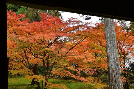 花园里日本枫叶的秋色日本京都图片