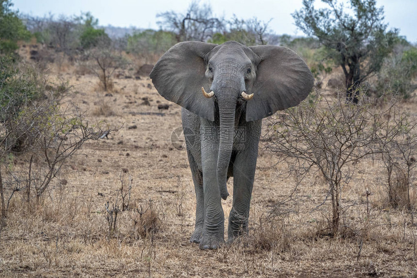 非洲南部Kruger公园的开耳大象准备充图片