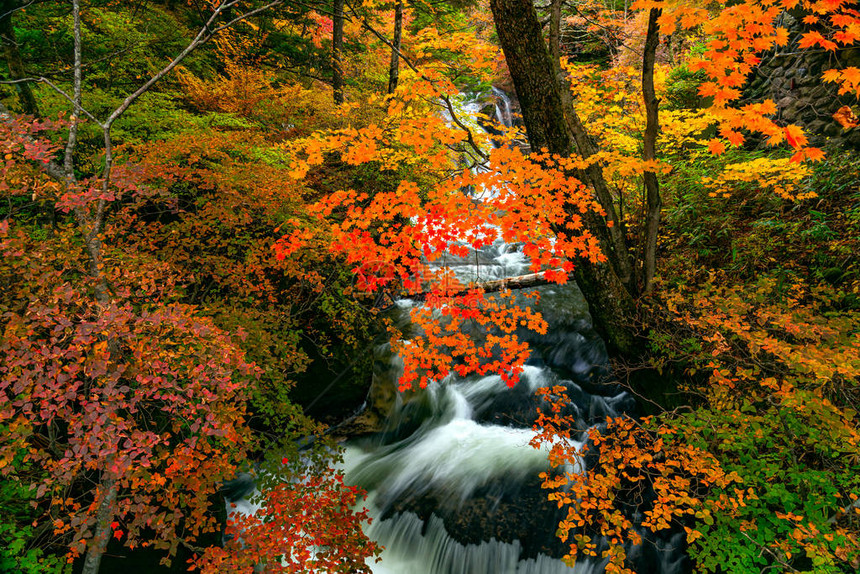 从龙津瀑布流过岩石的自然溪流和横跨日本托奇吉县Nikko市秋叶森林的多彩树图片