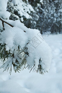冬季森林中的雪松树枝特写图片