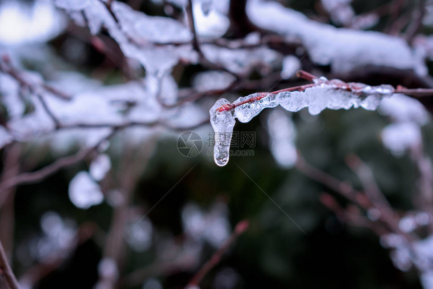 树木枝上有冻雨带芽和叶子夹在冰图片