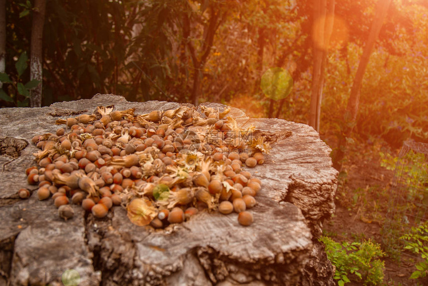 一束新鲜成熟的榛子在老树桩上浅景深食物蛋白质花生酱广告兰花图图片