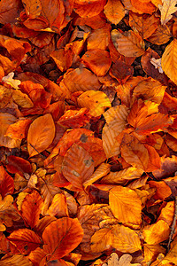 秋季干落的秋叶背景图像颜色美丽图片