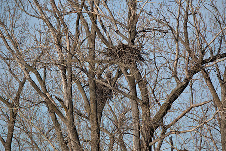 秋天秃鹰在树顶筑巢图片