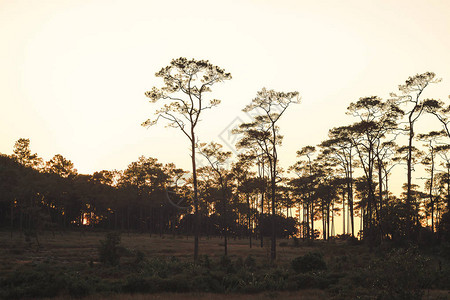 自然中美丽的松树的轮廓日落光幕背景图片