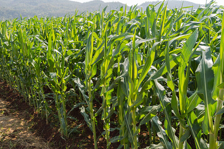 绿色玉米农场背景和阳光图片