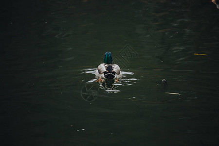野生鸟类和动物一只惊人的咕噜鸭在阳光下的蓝色水湖或河流中关闭一只有趣图片