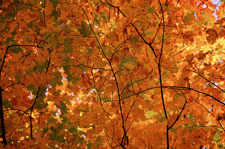 背景秋叶户外秋天森林的黄橙红叶图片