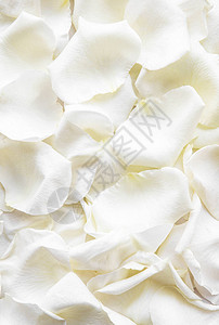 白玫瑰花瓣情人节背景图片