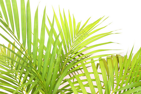 白墙背景上的热带绿色棕榈叶树图片