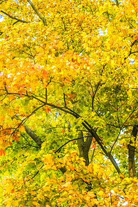 秋季美景天气和季节概念图片