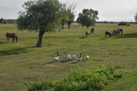 自然牧场动物在草地上放牧图片