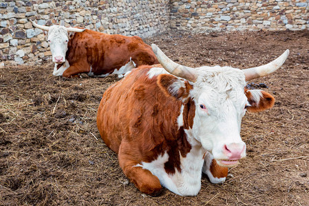 两头彩色奶牛在农场休图片