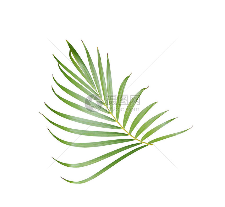 热带绿色棕榈叶在夏季背景图片