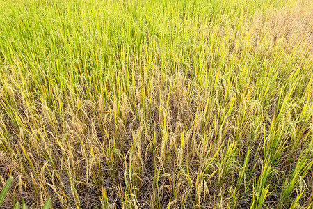 雨季稻田自然农民背景图片