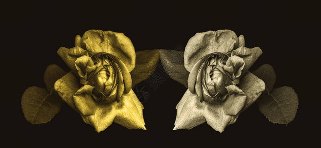 低金玫瑰花对老式绘画风格宏棕色背景图片