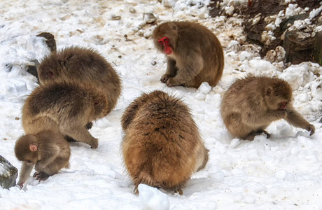 寻找食物的日本雪猴群图片素材