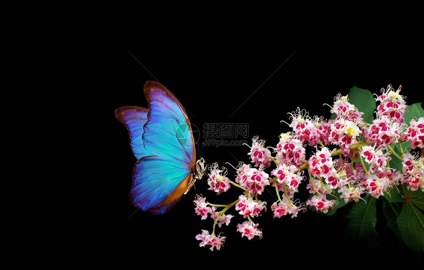 黑色背景上的粉红色花朵上美丽的蓝色大闪蝶蝴蝶和鲜花板栗花和蝴图片