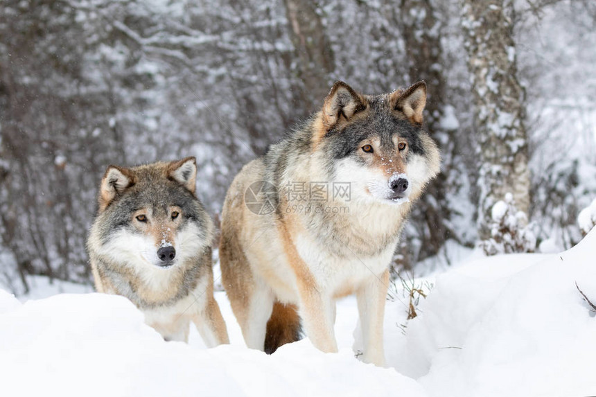 狼群中的两头巨狼站在寒冬森林中在地图片