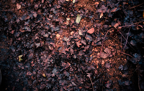 秋叶堆在花园的地上图片