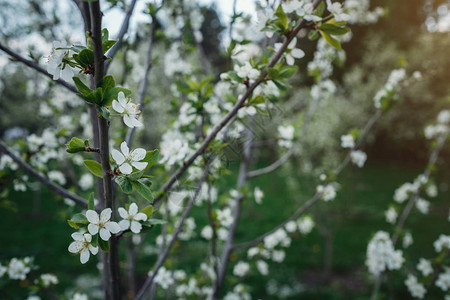 樱花的朵在春天的一天觉醒春天温柔青春图片