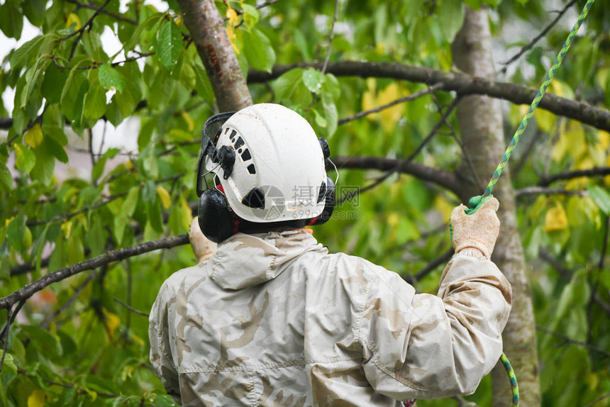 登山者在一棵树上在白色背景上的登山者树艺师用电锯切割树枝并将其扔到地上一名戴着头盔的工人在树上的高处工作伐木工图片