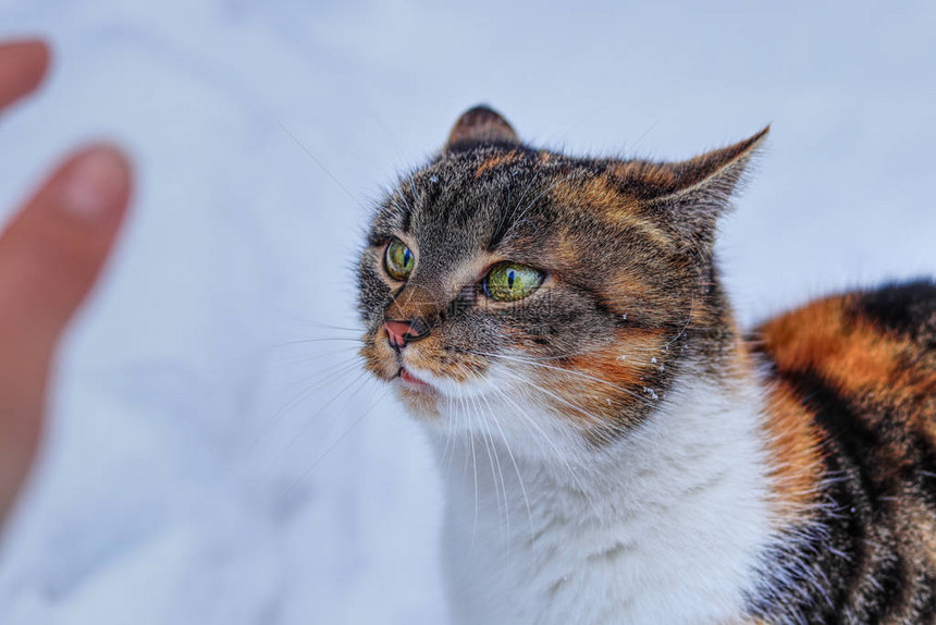 彩色家猫正准备攻击我的手Feliscatusdomesticus有着美丽的闪发光的绿色眼睛图片