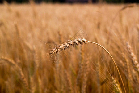 阳光下小麦的小穗黄色的麦田图片