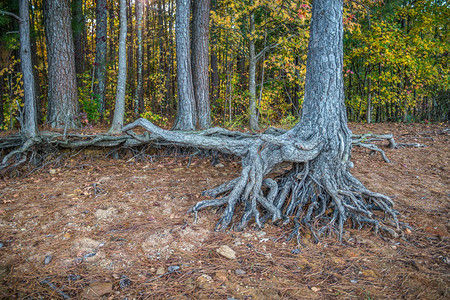 佐治亚州拉尼尔湖岸边的树木聚集图片