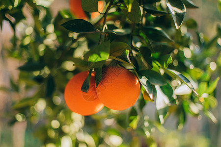 成熟的橙色水果挂在农场的一棵树上树枝上的柑橘类水果柑橘树枝图片